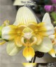 Phal. Ultraman 2.8''