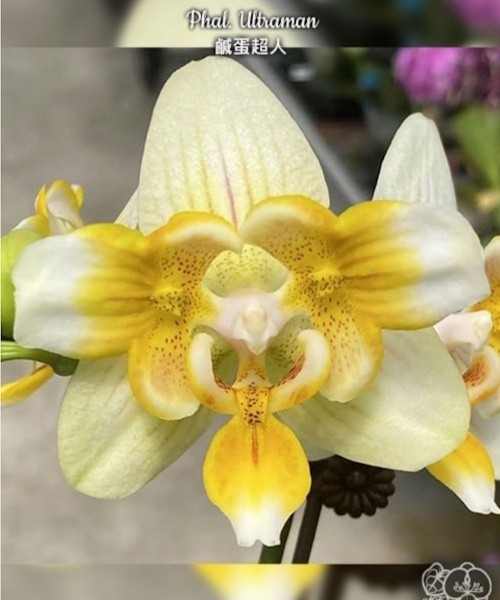 Phal. Ultraman 2.8''