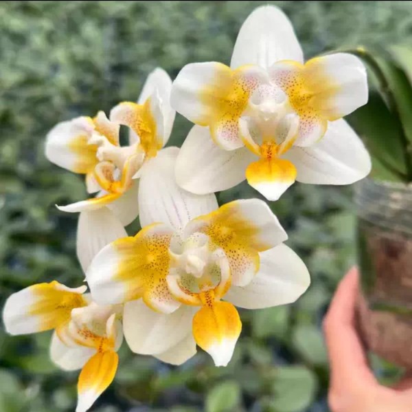 Phal. Ultraman 2.8''