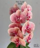 Phal. Seattle 2.8" УЦЕНКА (мех. повр.всех лист.)