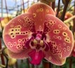 Phal. Seattle 2.8" УЦЕНКА (мех. повр.всех лист.)