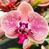 Phal. Seattle 2.8" УЦЕНКА (мех. повр.всех лист.)