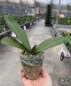 Phal. Seattle 2.8" УЦЕНКА (мех. повр.всех лист.)