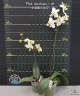 Phal. stuartiana × sib	2.5"