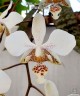Phal. stuartiana × sib	2.5"