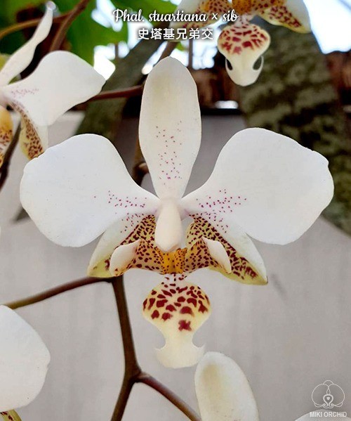 Phal. stuartiana × sib	2.5"