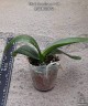 Phal. stuartiana × sib	2.5"