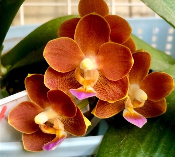 Phal. Yaphon Perfume '815' 2.5''