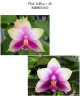 Phal. bellina × sib 2.5"