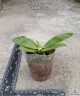 Phal. bellina × sib 2.5"