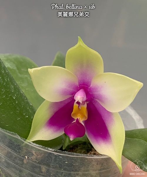 Phal. bellina × sib 2.5"