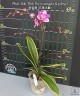 Phal. Miki Pink Fox (variegata & peloric) 2.5''