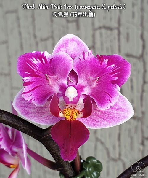 Phal. Miki Pink Fox (variegata & peloric) 2.5''