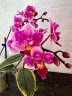 Phal. Miki Pink Fox (variegata & peloric) 2.5''