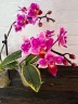 Phal. Miki Pink Fox (variegata & peloric) 2.5''
