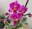 Phal. Miki Pink Fox (variegata & peloric) 2.5''