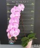 Phal. Miki Pink Ball '57' 2.5''