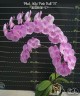 Phal. Miki Pink Ball '57' 2.5''