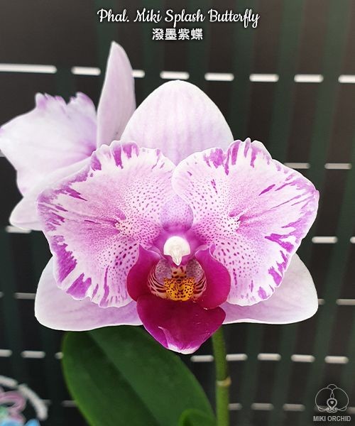 Phal. Miki Splash Butterfly 2.5" УЦЕНКА (поломан листик)