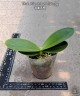 Phal. Miki Splash Butterfly 2.5" УЦЕНКА (нет нижних листиков)