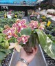 Phal. Lyndon Mix Zebra '708' 2.5''