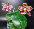 Phal. Lyndon Mix Zebra '708' 2.5''