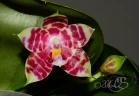 Phal. Lyndon Mix Zebra '708' 2.5''