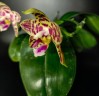 Phal. Lyndon Mix Zebra '708' 2.5''