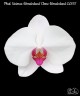 Phal. Unimax Wonderland 'Clone Wonderland CL155' 2.5'' УЦЕНКА (нет нижних листиков)