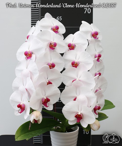Phal. Unimax Wonderland 'Clone Wonderland CL155' 2.5'' УЦЕНКА (нет нижних листиков)