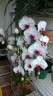 Phal. Unimax Wonderland 'Clone Wonderland CL155' 2.5'' УЦЕНКА (нет нижних листиков)