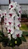 Phal. Unimax Wonderland 'Clone Wonderland CL155' 2.5'' УЦЕНКА (нет нижних листиков)