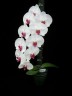 Phal. Unimax Wonderland 'Clone Wonderland CL155' 2.5'' УЦЕНКА (нет нижних листиков)