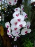 Phal. Unimax Wonderland 'Clone Wonderland CL155' 2.5'' УЦЕНКА (нет нижних листиков)