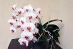 Phal. Unimax Wonderland 'Clone Wonderland CL155' 2.5'' УЦЕНКА (нет нижних листиков)
