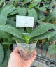 Phal. Unimax Wonderland 'Clone Wonderland CL155' 2.5'' УЦЕНКА (нет нижних листиков)