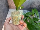 Phal. Unimax Wonderland 'Clone Wonderland CL155' 2.5'' УЦЕНКА (нет нижних листиков)