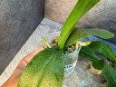 Phal. Unimax Wonderland 'Clone Wonderland CL155' 2.5'' УЦЕНКА (нет нижних листиков)