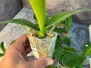 Phal. Unimax Wonderland 'Clone Wonderland CL155' 2.5'' УЦЕНКА (нет нижних листиков)