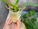 Phal. Unimax Wonderland 'Clone Wonderland CL155' 2.5'' УЦЕНКА (нет нижних листиков)