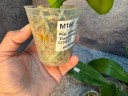 Phal. Unimax Wonderland 'Clone Wonderland CL155' 2.5'' УЦЕНКА (нет нижних листиков)