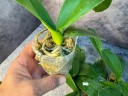 Phal. Unimax Wonderland 'Clone Wonderland CL155' 2.5'' УЦЕНКА (нет нижних листиков)
