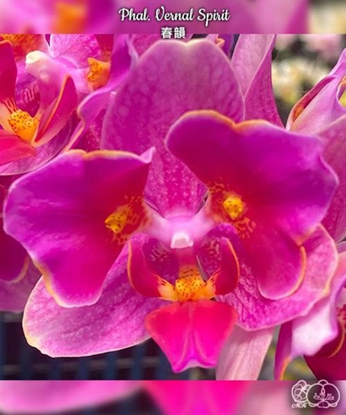 Phal. Vernal Spirit 2.8''