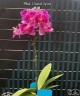 Phal. Vernal Spirit 2.8''