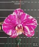 Phal. Miki Comet '3205' 2.5'' УЦЕНКА (мех. повр. лист.)