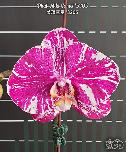 Phal. Miki Comet '3205' 2.5'' УЦЕНКА (мех. повр. лист.)