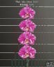 Phal. Miki Comet '3205' 2.5'' УЦЕНКА (мех. повр. лист.)