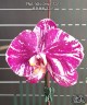 Phal. Miki Comet '3205' 2.5'' УЦЕНКА (мех. повр. лист.)