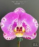 Phal. Miki Comet '3205' 2.5'' УЦЕНКА (мех. повр. лист.)