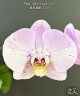 Phal. Miki Comet '3205' 2.5'' УЦЕНКА (мех. повр. лист.)